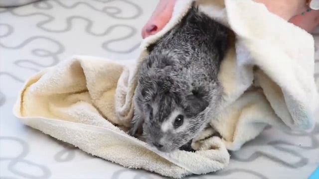 How to take care of your guinea pigs / 3 steps / Bathing, trimming nails & cutting their hair смотреть онлайн