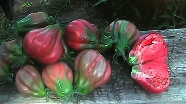 Сорта томатов для длительного хранения // Секреты хороших урожаев. смотреть онлайн