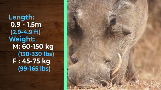 29?Wild Boar vs Warthog | +Anaconda vs Python winner смотреть онлайн