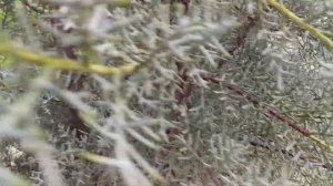 Кипарис Аризонский