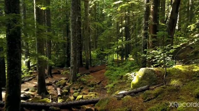 A trip to the taiga forest(goodsong)😊🎶🎶 смотреть онлайн