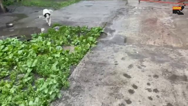 ОБРЕЧЁННЫЕ| Страшная жизнь собаки Дины и 6-ти ее щенков смотреть онлайн