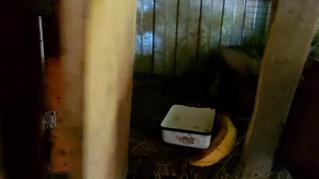 Разведение кроликов великанов цены на них и какие есть особи смотреть онлайн