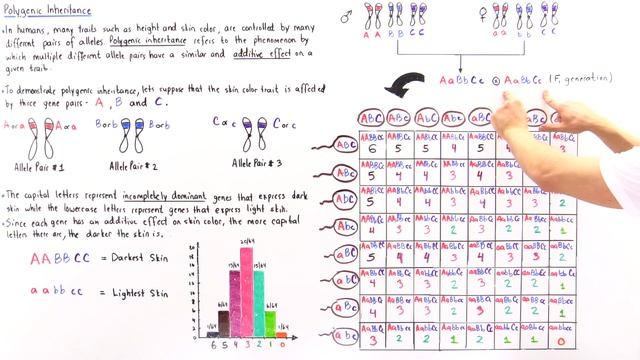 Polygenic Inheritance смотреть онлайн