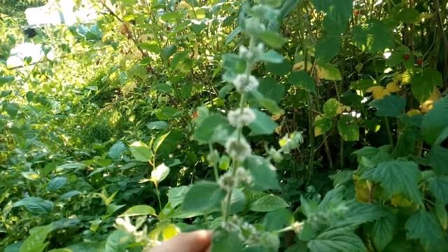 Строительная Мозголомка