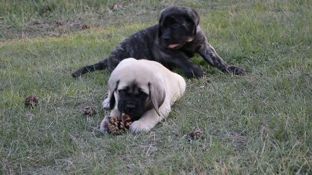 English Mastiff puppies 2 months , щенки Английского Мастифа смотреть онлайн