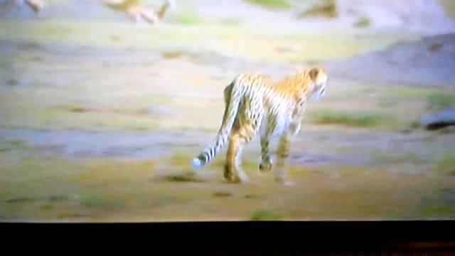 ГИПАРДЫ КЛАСС смотреть онлайн