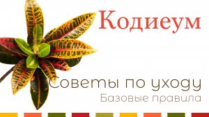 №13. Кодиеум (кротон). Основные правила ухода.