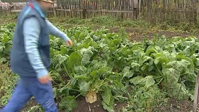 Возвращение молодежи в деревню Уфа Шигири смотреть онлайн