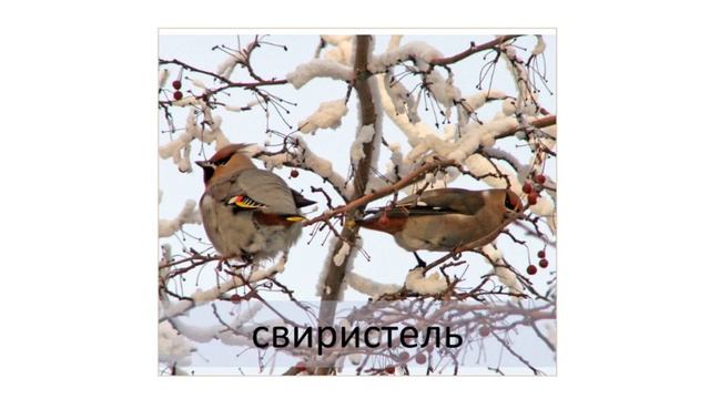 Зимующие птицы Ивановской области смотреть онлайн