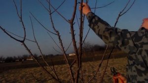Весенняя обрезка черешни,четырёх летнее дерево.