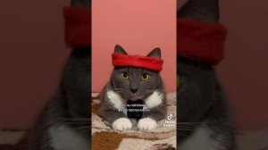 Если бы котики ходили в школу. Физкультура