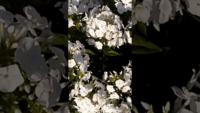 Цветы в саду. смотреть онлайн