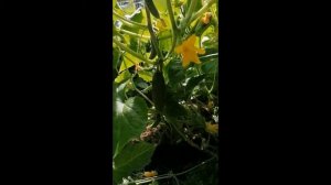 Огурец  Libelle F1