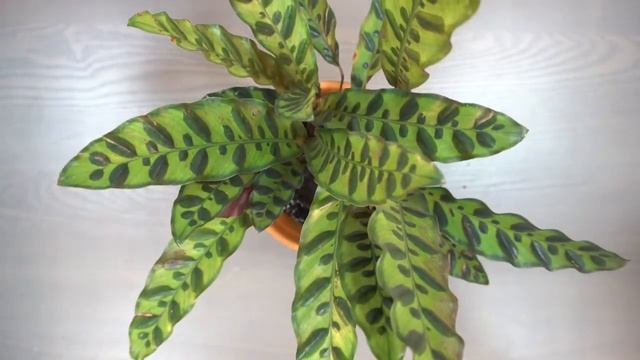 Calathea Lancifolia repotting смотреть онлайн