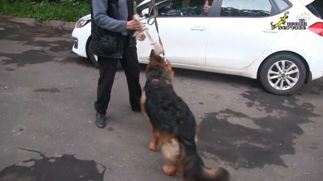 Собаки, ШОУ КЛАСС или РАБОЧЕЕ РАЗВЕДЕНИЕ_ сравнение добычной реакции у двух щенков смотреть онлайн