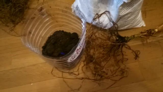 Подбираю питерские пальмы. смотреть онлайн