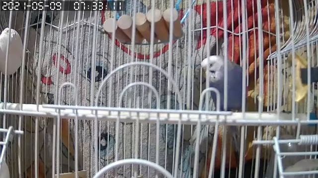 Пение волнистых попугаев для вашего питомца