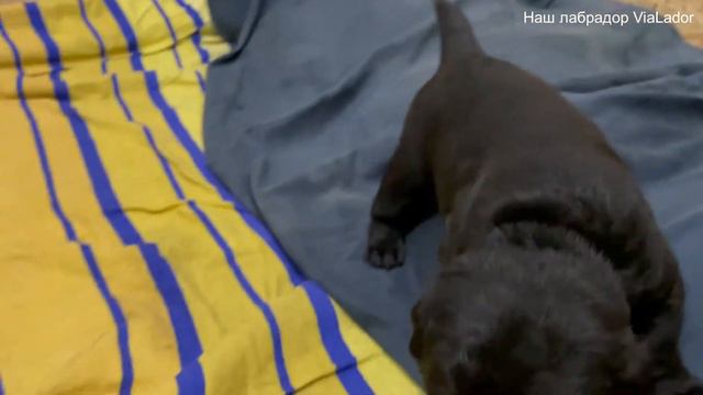 Щенки лабрадора (16 день)|Наш лабрадор ViaLador смотреть онлайн