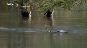 Бобры строят хатку на зиму