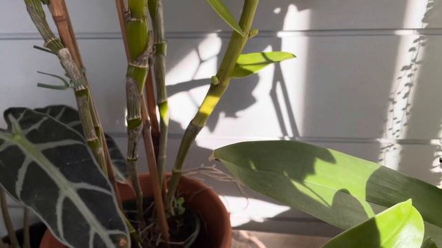 How to Bloom Dendrobium nobile hybrids смотреть онлайн