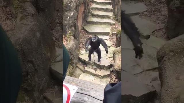 Gorilla at zoo Throws Poo On Grandma's Face. смотреть онлайн