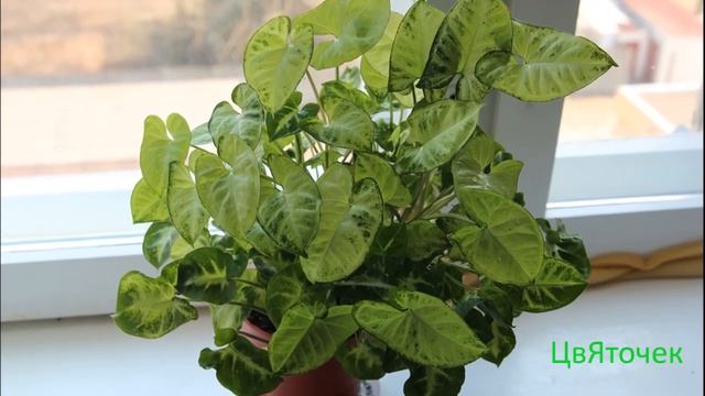 Уход за Сингониумом в домашних условиях смотреть онлайн