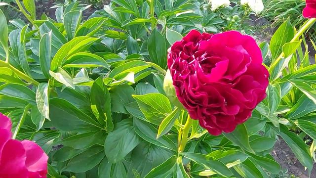 Цветенье пионов.Очень жаркое лето.Минута затишья.2023. смотреть онлайн