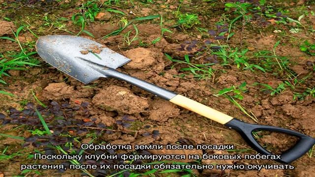 На какую глубину сажать картофель смотреть онлайн