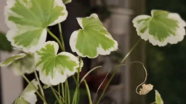 Комнатные цветы. Цветуля-Капризнуля Герань "Мадам Селерон" смотреть онлайн