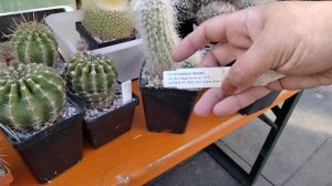 Как зацвести кактус?Пересадка кактусов.Эхиноцереус,лобивия,сулькоребуция..