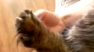 Котику щекотно