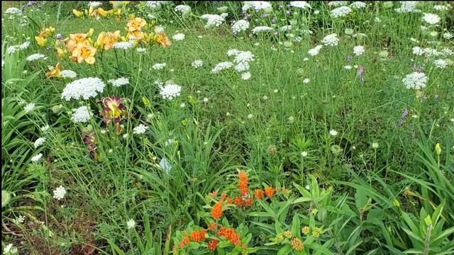 Daylilies, Perennials, and more! A Garden Tour of Bluebird Springs Farm, Shelbyville, TN смотреть онлайн