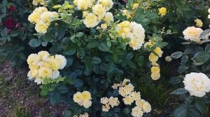 Французская красотка Анни Дюпрей