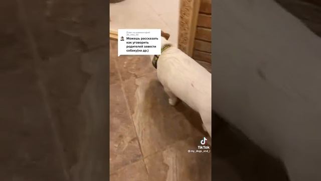 Как уговорить родителей купить собаку смотреть онлайн
