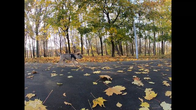 Левобережный парк глазами местного бордер-терьера (Часть 1) смотреть онлайн