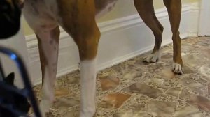 Разговорчивый французкий бульдог