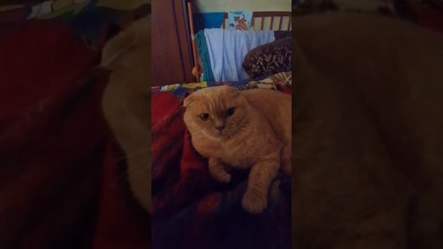 молодая дама Ответьте на вопрос! На какой вопрос? а я сейчас скажу смотреть онлайн