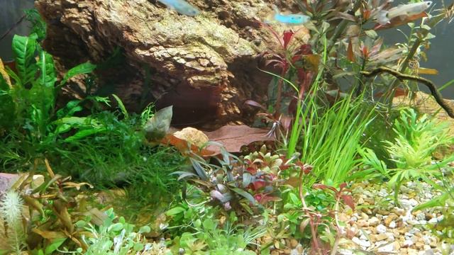 How to Identify What Continent Your Aquatic Plants Are From? смотреть онлайн