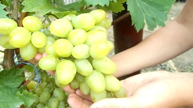 САМЫЙ СЛАДКИЙ ВИНОГРАД АРКАДИЯ смотреть онлайн