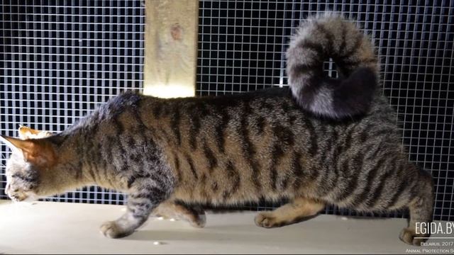 Кошка с хвостом в виде кольца. Кольцехвостая кошка. смотреть онлайн