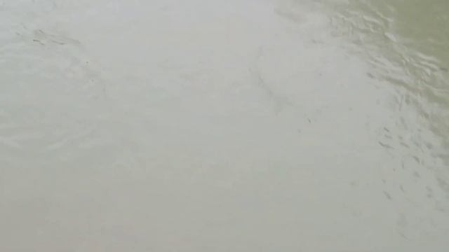 Черная цапля и нырок. смотреть онлайн