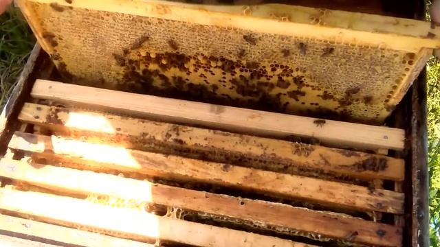 В какое время суток лучше всего отбирать мёд? смотреть онлайн