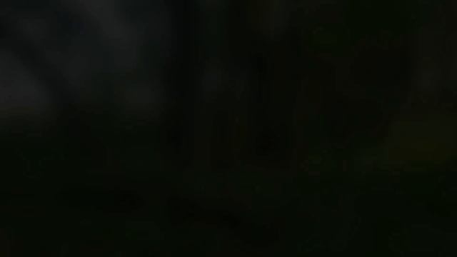 Бороздим просторы ! Белые грибы и лисички ! Тяжела доля грибника ! Грибы 2021 ! смотреть онлайн