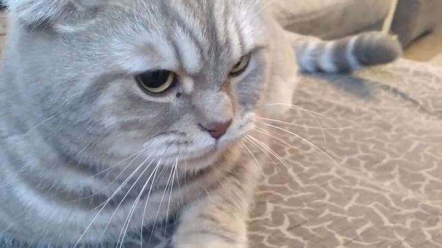 Взорвал интернет! Толстый кот злодей - Самый злой кот в мире. Говорит пошёл на м (1)