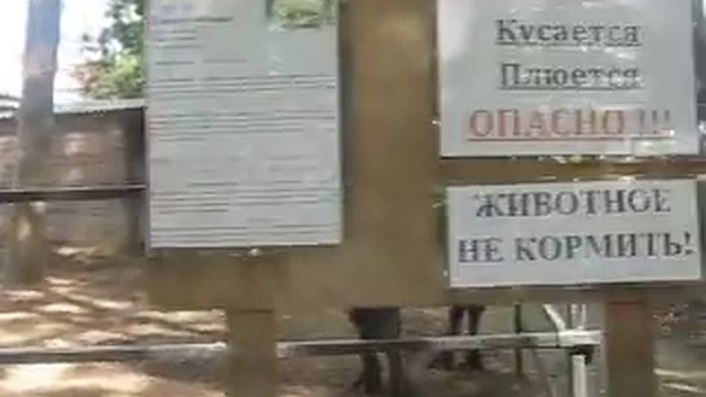 Зоопарк в Витебске Верблюды camels Витебский зоопарк КАНАЛ ПРО ЖИВОТНЫХ @SlivkiShow смотреть онлайн