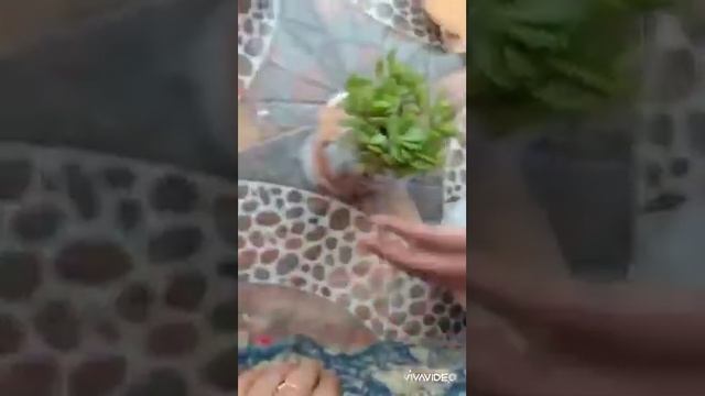 Unboxing of indoor plant from amazon/ jade plant and syngonium смотреть онлайн