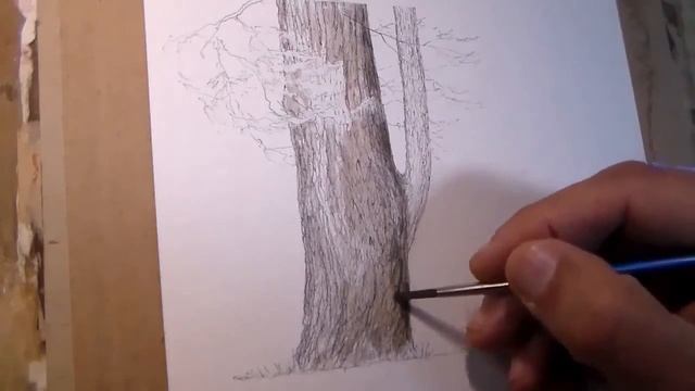 DIBUJO DE TRONCO de la Grevillea robusta. смотреть онлайн
