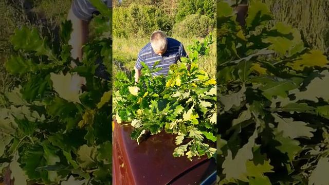 Как вязать дубовый веник ч.1 смотреть онлайн