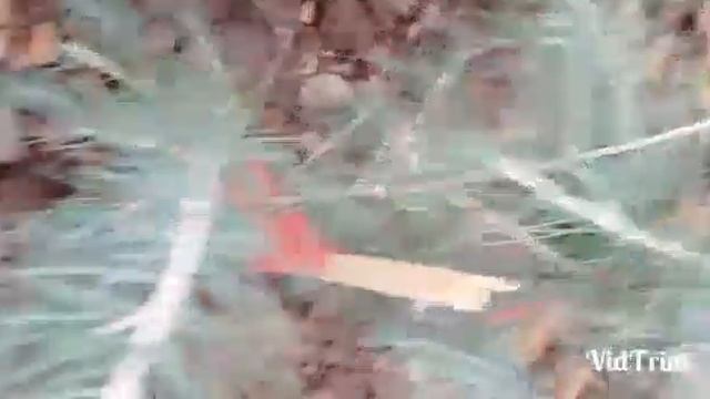 ливанские кедры укоренить черенковать эксперименты смотреть онлайн